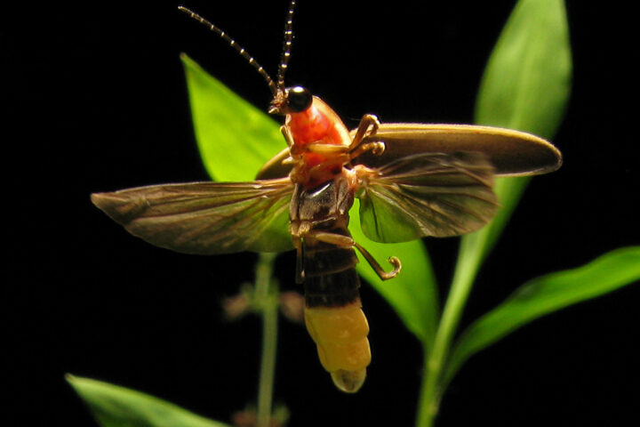 Bioluminescence Under Siege: Over 2,000 Firefly Species Threatened by Habitat Loss and Light Pollution. Photo Credits : Terry Priest (CC BY-SA 2.0)