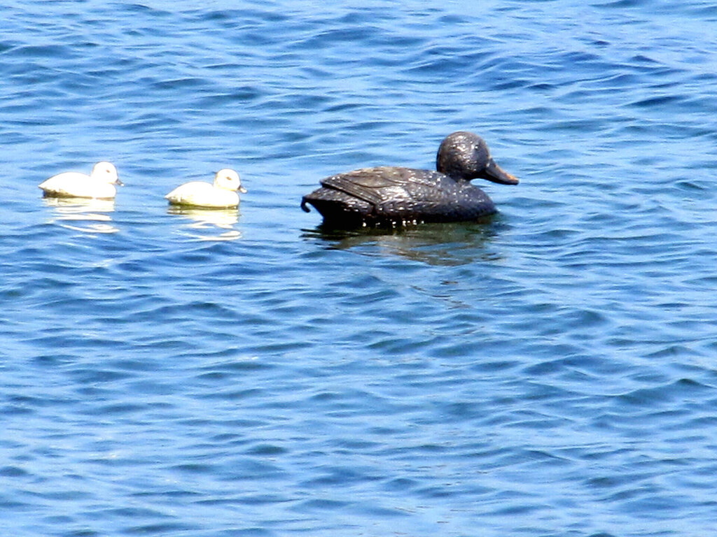 Oily Duck in Ocean.