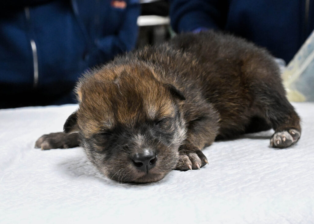 One of seven Mexican wolf pups born at Brookfield Zoo Chicago on April 27, who was recently flown to Mexico and placed with a wild wolf pack to help increase the species’ population in the southwest United States—Arizona and New Mexico.
