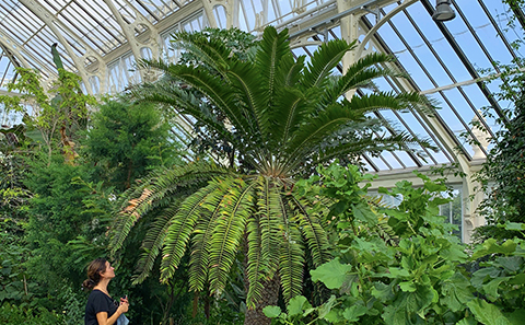 Dr Laura Cinti next to the E. woodii at Kew Gardens