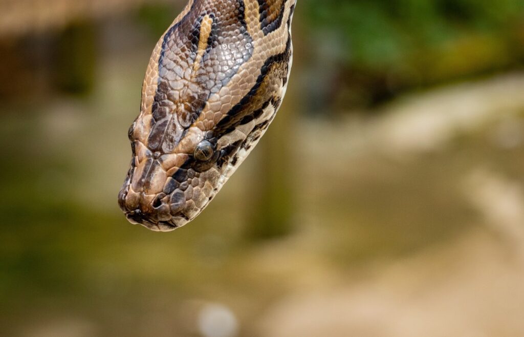 snake, Python family, scaled reptile, serpent, terrestrial animal, close up, wildlife, burmese python, boa constrictor, photography, viper 4621x2972