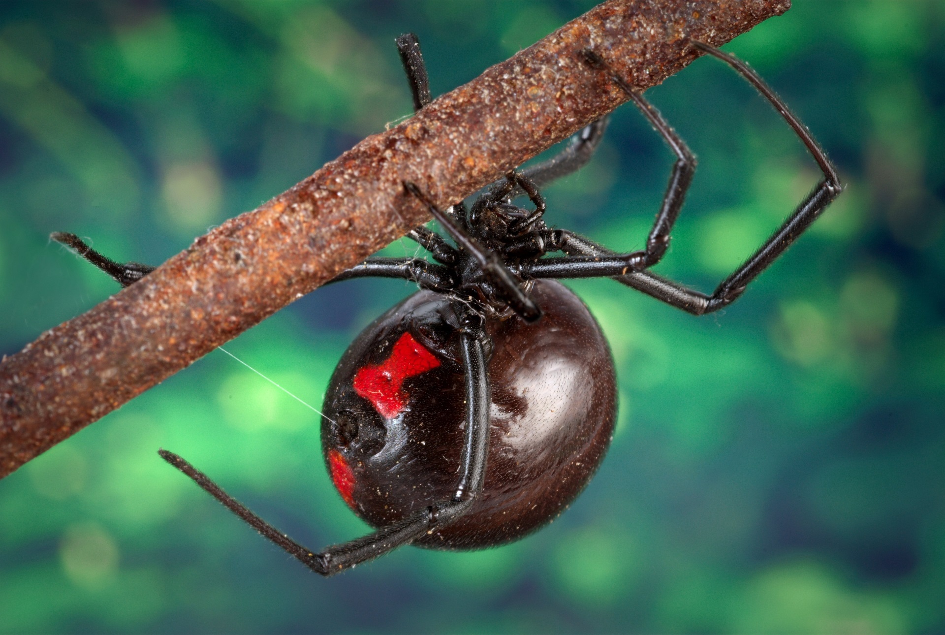 Black widow spider, animal photography-CC0 1.0 UNIVERSAL