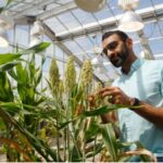 Dhruv Patel-Tupper, PhD '22 Plant Biology, who led the study as a postdoctoral researcher in the lab of PMB professor Krishna Niyogi.Photo by Chris Gee