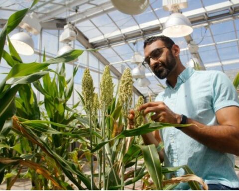 Dhruv Patel-Tupper, PhD '22 Plant Biology, who led the study as a postdoctoral researcher in the lab of PMB professor Krishna Niyogi.Photo by Chris Gee