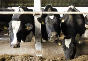 The cattle farm OÜ Estonia in Oisu has some 1,000 cows. Photo: Patrik Rastenberger/NEFCO-CC BY-NC 2.0