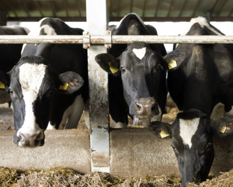 The cattle farm OÜ Estonia in Oisu has some 1,000 cows. Photo: Patrik Rastenberger/NEFCO-CC BY-NC 2.0