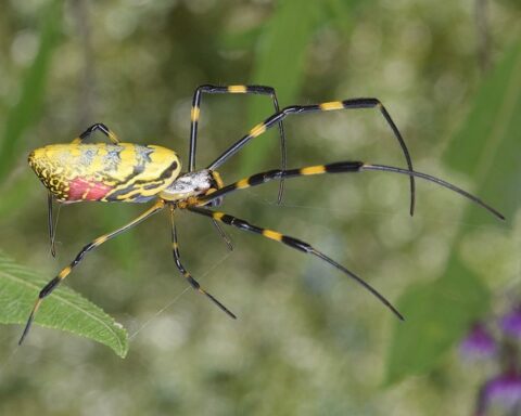 Joro Spider - Trichonephila clavata.