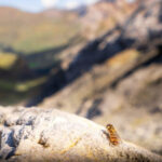 A marmalade hoverfly. Photo Credit: Will Hawkes