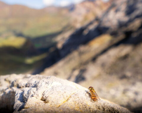 A marmalade hoverfly. Photo Credit: Will Hawkes