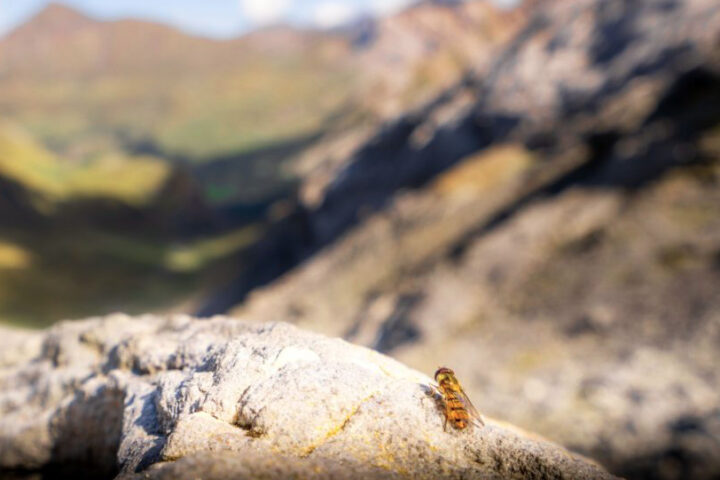 A marmalade hoverfly. Photo Credit: Will Hawkes