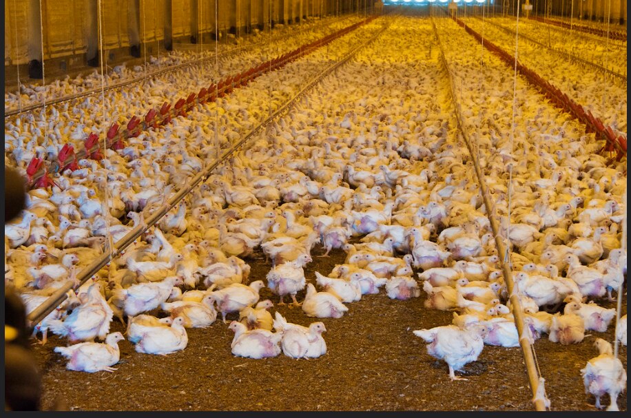 Public Health Alert: The Expanding Reach of Avian Flu in Birds, Mammals, and Humans Photo Credits: Bob Nichols(ATTRIBUTION 2.0 GENERIC CC BY 2.0 Deed)