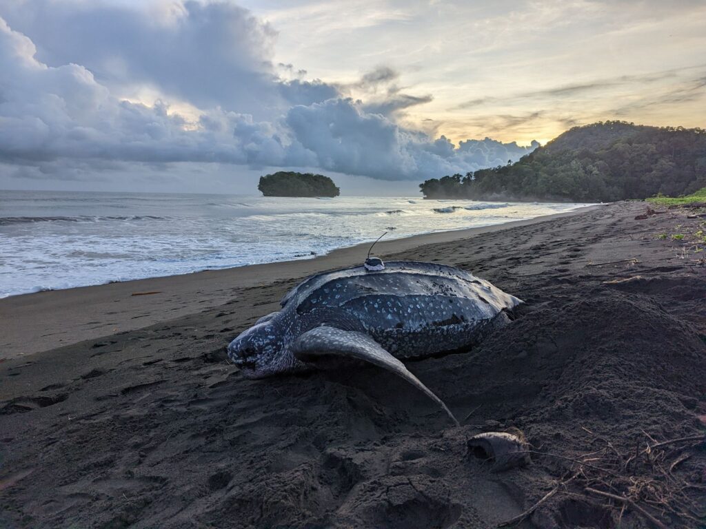 A leatherback turtle can be up to 6.5 meters long and weigh up to 1,300 pounds. ( Credit: © Pete Waldie/TNC )