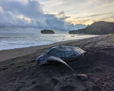 A leatherback turtle can be up to 6.5 meters long and weigh up to 1,300 pounds. ( Credit: © Pete Waldie/TNC )