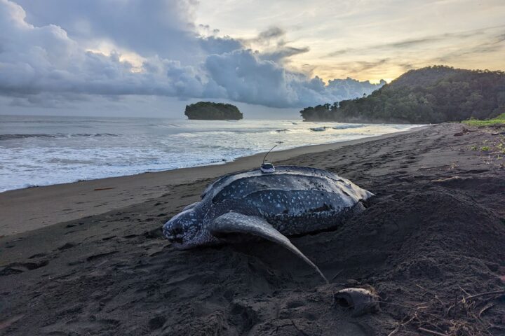 A leatherback turtle can be up to 6.5 meters long and weigh up to 1,300 pounds. ( Credit: © Pete Waldie/TNC )