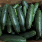 Fresh Start Produce Sales Initiates Recall of Whole Cucumbers Because of Possible Health Risk Photo Credit: FDA U.S. Food and Drug Administration