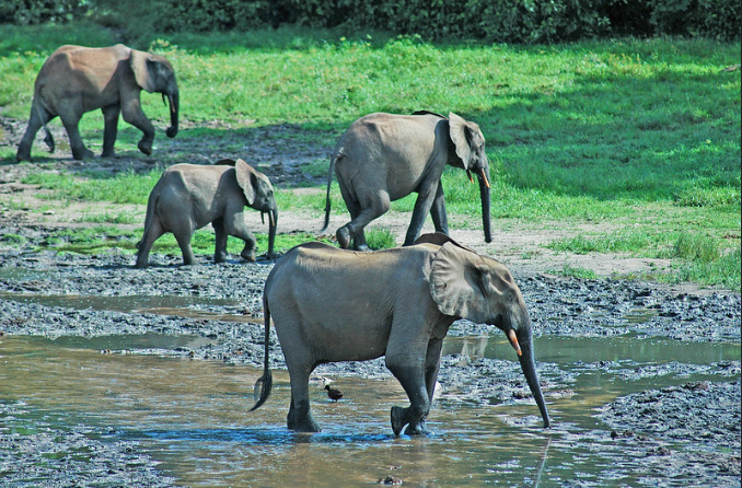 Forest elephants in the Dzanga-Ndoki National Park and Dzanga-Sangha dense special forest reserve in the Central African Republic, Congo Basin. Photo Credit: ​​Peter Prokosch {CC BY-NC 2.0}