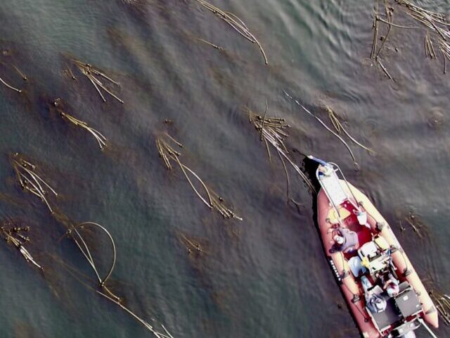 Pacific coast gray whales.( Source - University of St Andrews. )