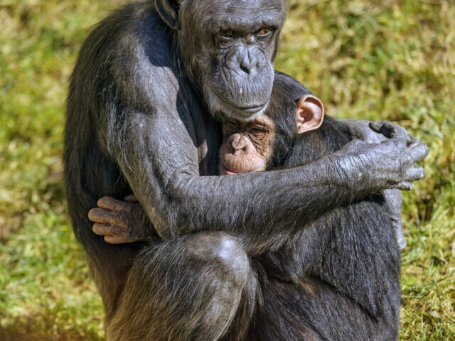 Chimpanzee mother holding baby.( Credit: Tambako The Jaguar, CC BY-ND 2.0)