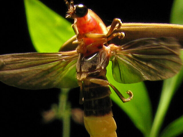 Bioluminescence Under Siege: Over 2,000 Firefly Species Threatened by Habitat Loss and Light Pollution. Photo Credits : Terry Priest