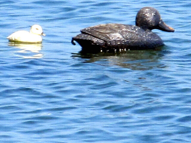 cropped-A-Revolutionary-Sponge-for-Oil-Spill-Cleanup-in-Frigid-Waters-Discover-How-Canadian-Scientists-Pioneer-CNF-SP-Aerogel-7-1.jpg