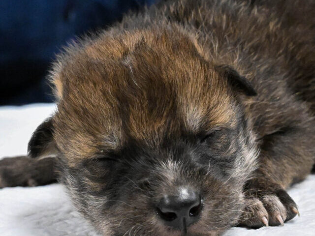 One of seven Mexican wolf pups born at Brookfield Zoo Chicago on April 27, who was recently flown to Mexico and placed with a wild wolf pack to help increase the species’ population in the southwest United States—Arizona and New Mexico.