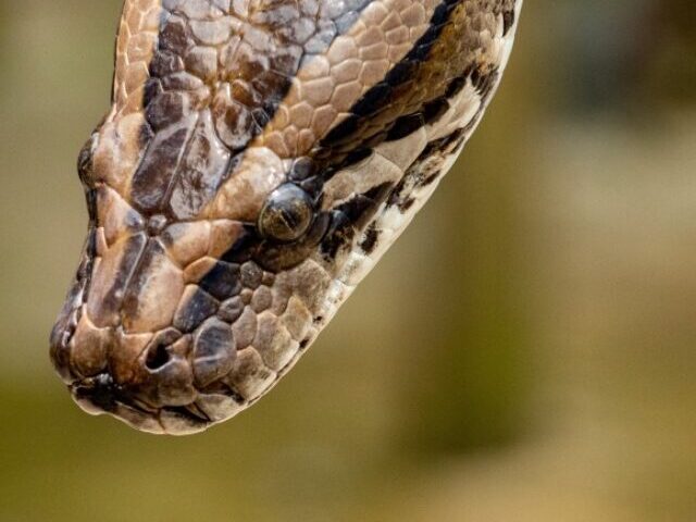 snake, Python family, scaled reptile, serpent, terrestrial animal, close up, wildlife, burmese python, boa constrictor, photography, viper 4621x2972