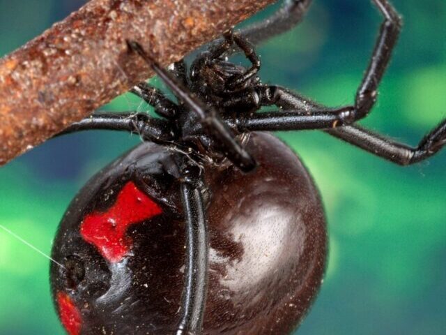 Black widow spider, animal photography-CC0 1.0 UNIVERSAL