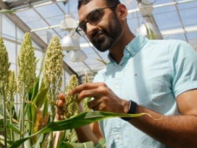 Dhruv Patel-Tupper, PhD '22 Plant Biology, who led the study as a postdoctoral researcher in the lab of PMB professor Krishna Niyogi.Photo by Chris Gee