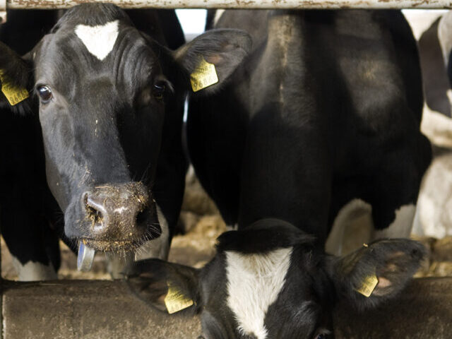 The cattle farm OÜ Estonia in Oisu has some 1,000 cows. Photo: Patrik Rastenberger/NEFCO-CC BY-NC 2.0