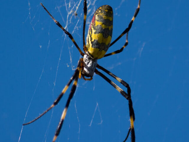 Joro Spiders With 4-Inch Legs Predicted to Unstoppably Spread Across New York and New Jersey (5)