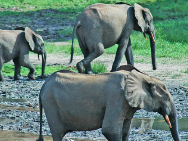 Forest elephants in the Dzanga-Ndoki National Park and Dzanga-Sangha dense special forest reserve in the Central African Republic, Congo Basin. Photo Credit: ​​Peter Prokosch {CC BY-NC 2.0}