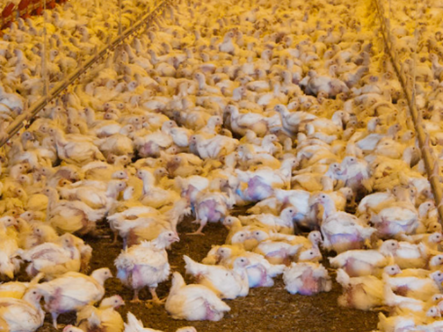 Public Health Alert: The Expanding Reach of Avian Flu in Birds, Mammals, and Humans Photo Credits: Bob Nichols(ATTRIBUTION 2.0 GENERIC CC BY 2.0 Deed)