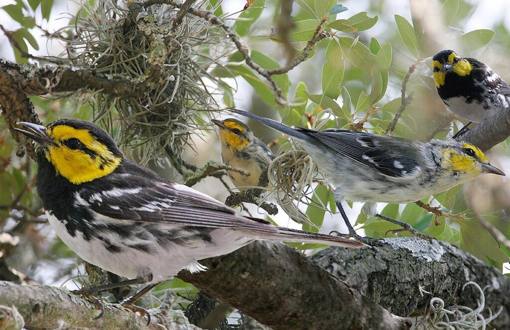 The golden-cheeked warbler migrates between South and Central America and Texas and is considered endangered Photo Credits: Richard Crossley( CC BY-SA 3.0 ATTRIBUTION-SHAREALIKE 3.0 UNPORTED )