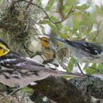 The golden-cheeked warbler migrates between South and Central America and Texas and is considered endangered Photo Credits: Richard Crossley( CC BY-SA 3.0 ATTRIBUTION-SHAREALIKE 3.0 UNPORTED )