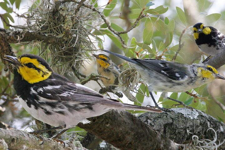 The golden-cheeked warbler migrates between South and Central America and Texas and is considered endangered Photo Credits: Richard Crossley( CC BY-SA 3.0 ATTRIBUTION-SHAREALIKE 3.0 UNPORTED )