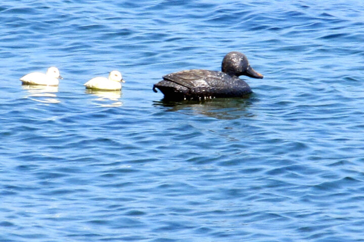 Oily Duck in Ocean.