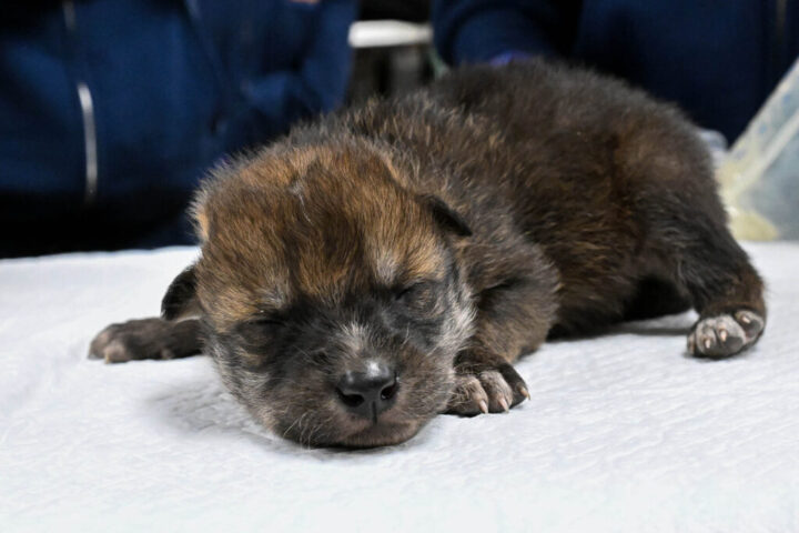 One of seven Mexican wolf pups born at Brookfield Zoo Chicago on April 27, who was recently flown to Mexico and placed with a wild wolf pack to help increase the species’ population in the southwest United States—Arizona and New Mexico.