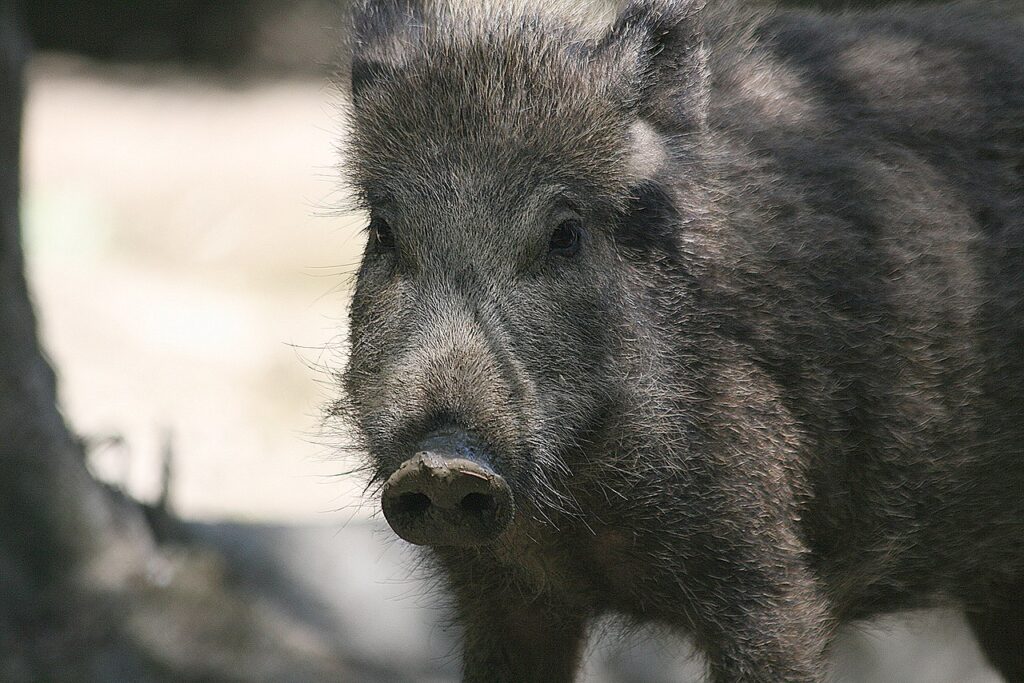 The Wild BoarThe Wild Boar, Photo Source-Richard Bartz(CC BY-SA 2.5)