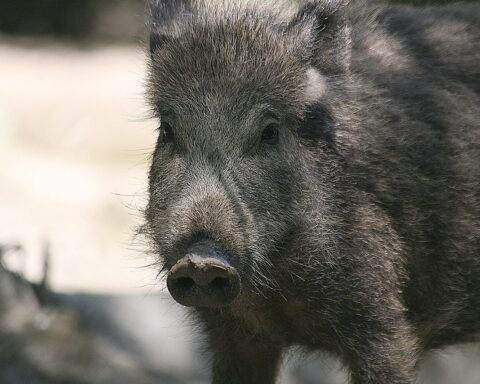 The Wild BoarThe Wild Boar, Photo Source-Richard Bartz(CC BY-SA 2.5)