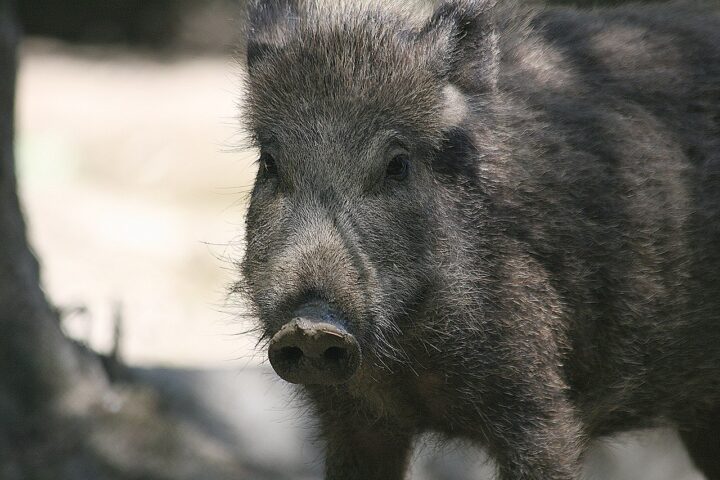 The Wild BoarThe Wild Boar, Photo Source-Richard Bartz(CC BY-SA 2.5)