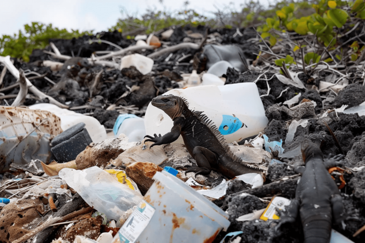 Artist Impression of Trash on Galapagos Islands.