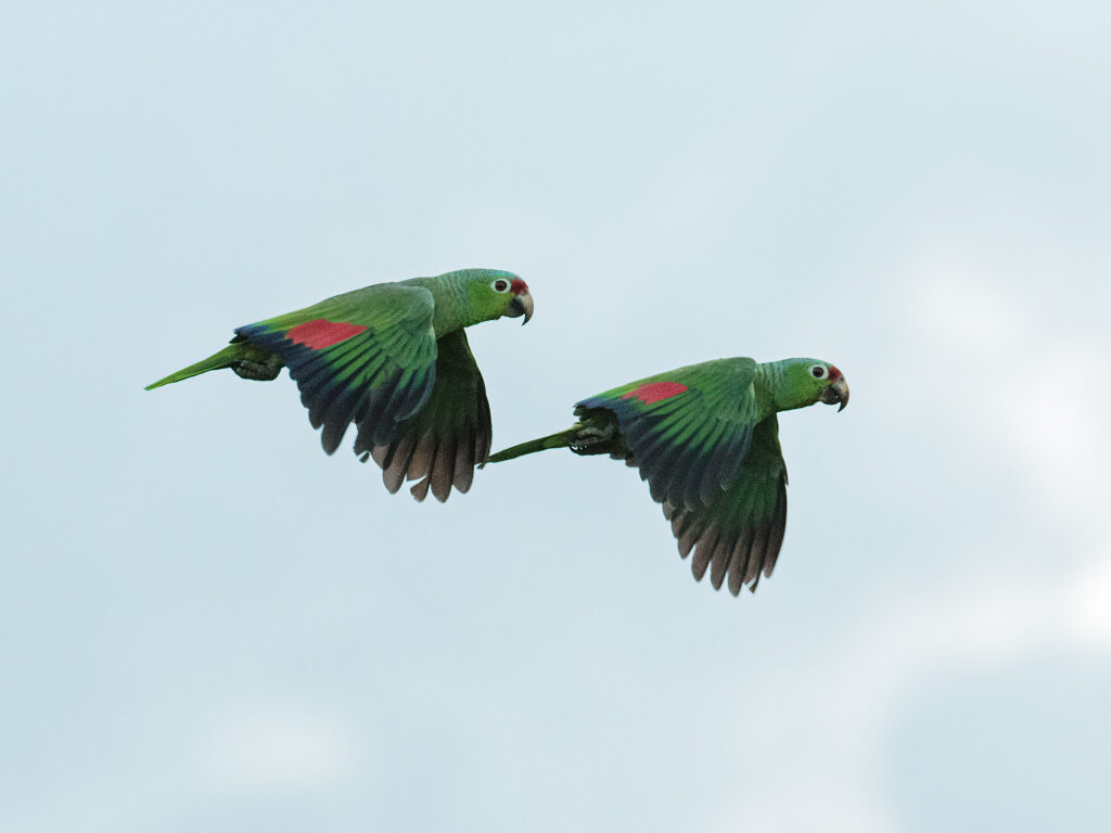 Red-lored Parrot. Photo Credits : Nick Athanas (CC BY-NC-SA 2.0)