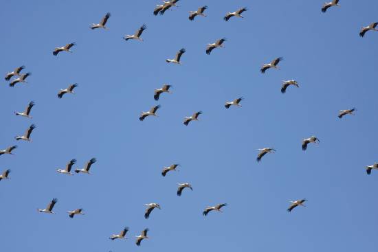 Lo que también han observado es que estas águilas pescadoras se están sedentarizando, probablemente por el calentamiento global, y se quedan en el sur de España a pasar el invierno. Demasiados cambios para estas especies adaptadas a volar grandes distancias, a las que la presencia humana y el clima cambiante les están cortando las alas. Photo Credit: Sinc. Strait of Gibraltar Birds