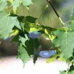 Wind-dispersed seeds common among maple trees were a key source of inspiration for the light-controlled robot. (Photo Credit: Jianfeng Yang / Tampere University)