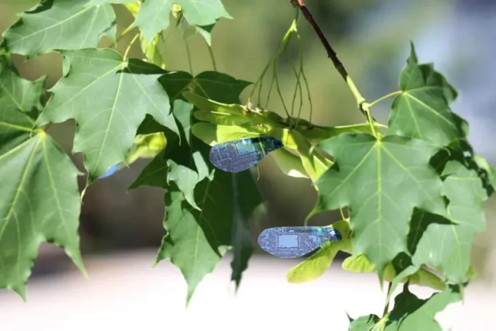 Wind-dispersed seeds common among maple trees were a key source of inspiration for the light-controlled robot. (Photo Credit: Jianfeng Yang / Tampere University)