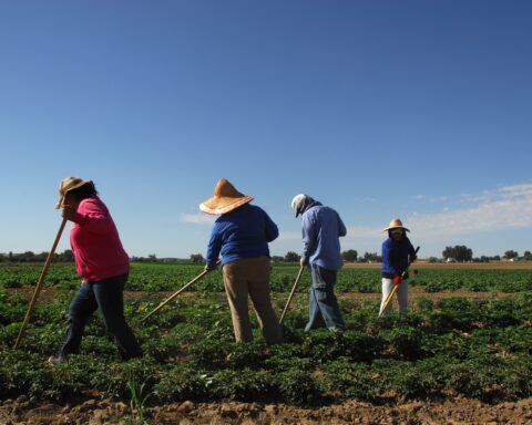 Migrant workers weed a field of peppers on Rick and Robyn Purdum's farm. Fruitland, Idaho. Photo Credit : Kirsten Strough