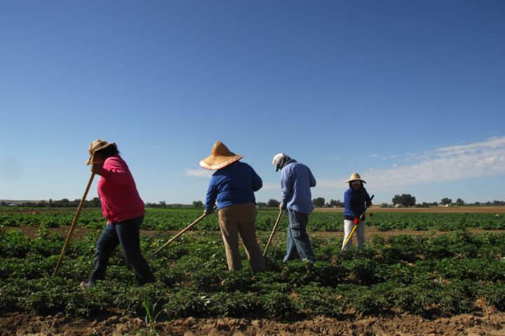 Migrant workers weed a field of peppers on Rick and Robyn Purdum's farm. Fruitland, Idaho. Photo Credit : Kirsten Strough