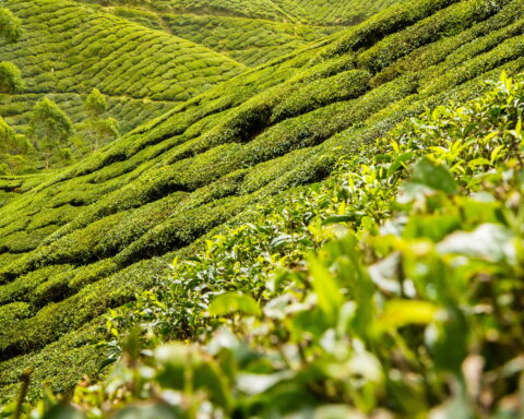 Green grass field at daytime