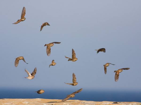 Al borde de la costa de Tarifa, en el ‘balcón de África’, una pareja de milanos sobrevuela un lugar cercano al Centro para la Investigación de la Migración y el Cambio Global (CIMA) de la Fundación Migres. Estamos en uno de los lugares de observación y conteo de aves del estrecho, el Observatorio de Cazalla. Photo Credit: (Sinc). Strait of Gibraltar Birds