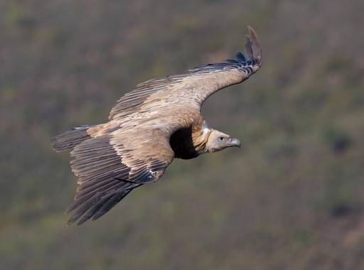 Pero ese no es el único obstáculo al que se enfrentan las aves que superan el paso por el estrecho. Para la mayoría, el Sahara es la gran barrera que tienen que cruzar. El estrecho de Gibraltar implica entre 14 y 30 km de vuelo sobre el mar y el mediterráneo central tiene menos de 700 km de anchura. Sin embargo, atravesar el Sahara supone, al menos, sobrevolar más de 1.800 km de roca y arena sin posibilidades de repostar. Photo Credit: Sinc. Strait of Gibraltar Birds